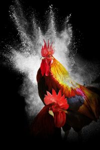 Tips Memilih Ayam di permainan Sabung Ayam online